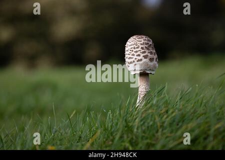 Sonnenschirm Pilz (Macrolepiota procera) Sheringham Norfolk GB Großbritannien Oktober 2021 Stockfoto