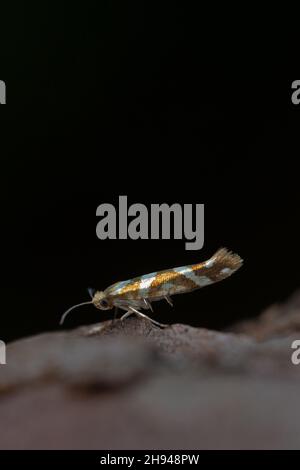 Golden Argent (Argyresthia goedartella) Norwich GB Großbritannien August 2020 Stockfoto