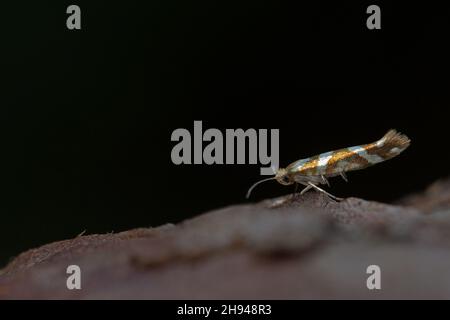 Golden Argent (Argyresthia goedartella) Norwich GB Großbritannien August 2020 Stockfoto