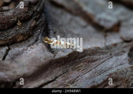 Golden Argent (Argyresthia goedartella) Norwich GB Großbritannien August 2020 Stockfoto