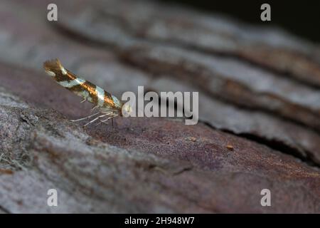 Golden Argent (Argyresthia goedartella) Norwich GB Großbritannien August 2020 Stockfoto