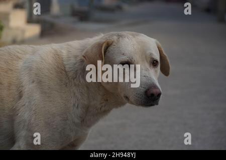 Ein traurig aussehender Straßenhund mit gefalteten Ohren schaut auf die Kamera Stockfoto