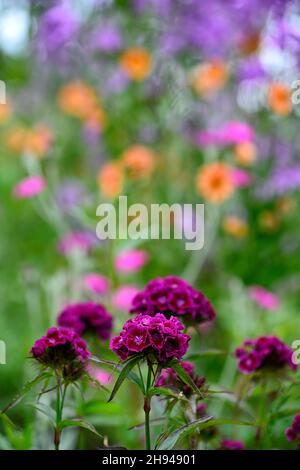 dianthus barbatus oeschberg, süßer william, lila rote Blumen, Blume, Blüte, geum total Mandarine und Lunaria purpurea im Hintergrund, RM Floral Stockfoto