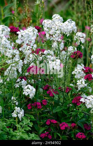 dianthus barbatus oeschberg, süßer william, lila rote Blüten, Blume, Blüte, Lunaria purpurea alba, süßer william und Ehrlichkeit, Dianthus und Lunaria, RM Stockfoto