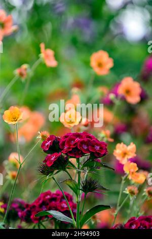 dianthus barbatus oeschberg, süßer william, lila rote Blumen, Blume, Blüte, geum total Mandarine und Lunaria purpurea im Hintergrund, RM Floral Stockfoto