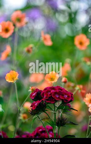 dianthus barbatus oeschberg, süßer william, lila rote Blumen, Blume, Blüte, geum total Mandarine und Lunaria purpurea im Hintergrund, RM Floral Stockfoto