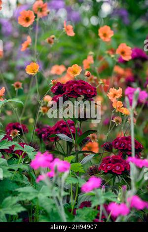 dianthus barbatus oeschberg, süßer william, lila rote Blüten, Blume, Blüte, geum total Mandarine und Lunaria purpurea im Hintergrund, lychnis corona Stockfoto