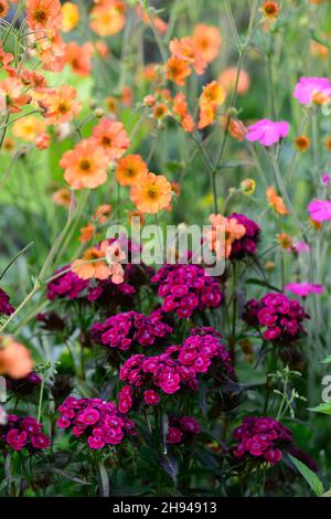 dianthus barbatus oeschberg, süßer william, lila rote Blumen, Blume, Blüte, geum völlig Mandarine, gemischte Pflanzschema, orange und lila Blumen, R Stockfoto