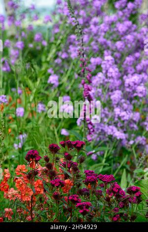 dianthus barbatus oeschberg, süßer william, lila rote Blüten, Blume, Blüte, geum total Mandarine, Lunaria purpurea, Digitalis purpurea, Foxglove, Foxg Stockfoto