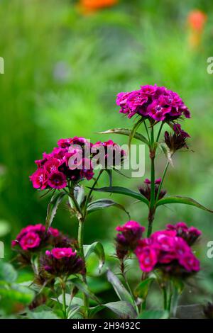 dianthus barbatus oeschberg, süßer william, lila rote Blumen, Blume, Blüte, Garten, Frühling im Garten, RM Floral Stockfoto