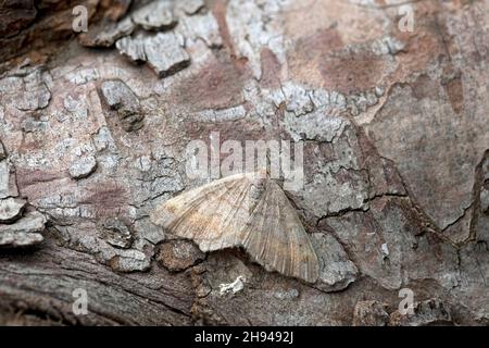 Stacked Tawny-barred Angle (Macaria liturata) Norwich GB, Großbritannien, August 2020 Stockfoto