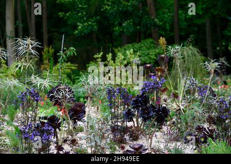 Olearia lacunosa, polemonium bressingham lila, Aeonium, gemischte Pflanzung, Sandbett, Sandrand, trockener Garten, Trockengarten, Sukkulenten, Sukkulenten Planti Stockfoto