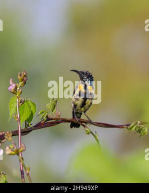 Purple Sunbird Eclipse Gefieder (männlich).Purple Sunbird ist ein kleiner Vogel in der Familie der Sonnenvögel, der hauptsächlich in Süd- und Südostasien gefunden wird, aber sich nach Westen ausdehnt Stockfoto