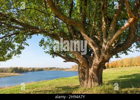 Großer, weitläufiger Baum am See an einem Herbsttag Stockfoto
