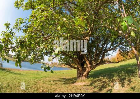 Großer, weitläufiger Baum am See an einem Herbsttag Stockfoto
