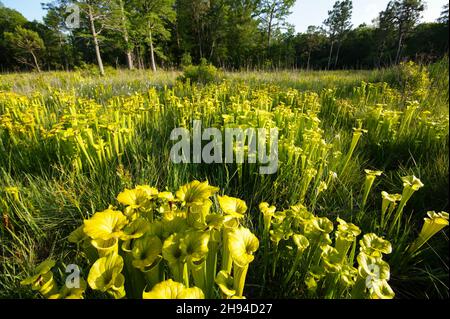 Sarracenia flava ssp. Flava, die gelbe Krug-Pflanze in natürlicher Umgebung, North Carolina, USA Stockfoto