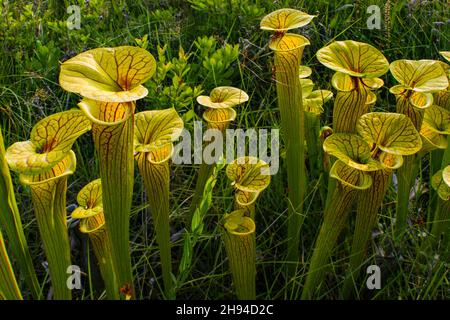 Die gelbe Krug-Pflanze (Sarracenia flava ssp. Ornata) in natürlichem Lebensraum in North Carolina, USA Stockfoto