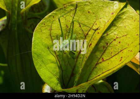 Grasshopper auf gelber Krug-Pflanze (Sarracenia flava ssp. Flava), USA Stockfoto