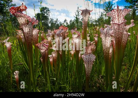 Krug von Sarracenia leucophylla, der weißen Krug-Pflanze, USA Stockfoto