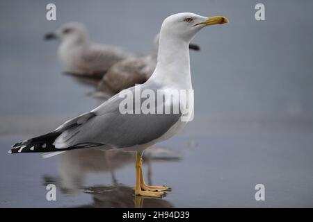 Istanbul, Türkei. 30th. November 2021. Möwen finden am 30. November 2021 an einem Strand in Istanbul, Türkei, Futter. Quelle: Shadati/Xinhua/Alamy Live News Stockfoto