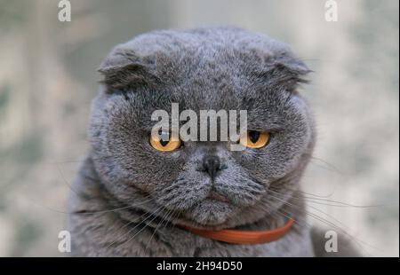 Große graue Falte Katze zu Hause. Selektiver Fokus. Tier. Stockfoto