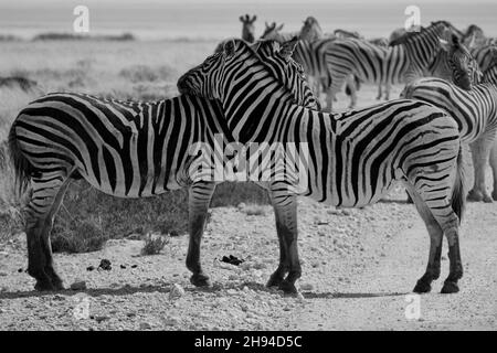 Seitenansicht der Zebras von Umarmung Plains im Etosha Nationalpark, Namibia, Afrika (Equus quagga burchelli) Stockfoto