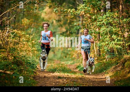 Svetly, Oblast Königsberg, Russland - 2. Oktober 2021 - Canicross-Hundeschlaufrennen, sibirischer Husky und dalmatinischer Hund, der an Männchen und Weibchen befestigt ist Stockfoto