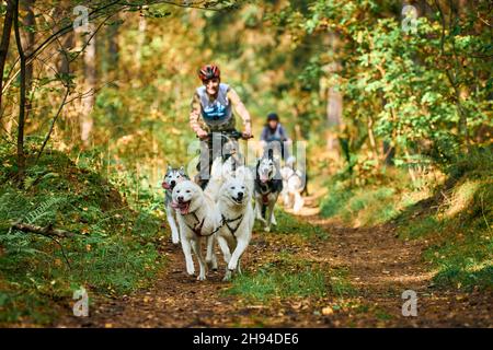 Svetly, Oblast Königsberg, Russland - 2. Oktober 2021 - Carting Hundesport, aktive sibirische Husky Hunde laufen und ziehen Hundewagen mit stehenden Peopl Stockfoto