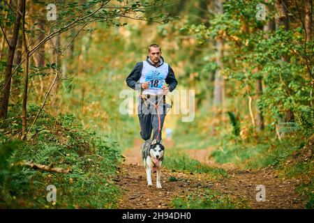 Svetly, Oblast Königsberg, Russland - 2. Oktober 2021 - Canicross-Hundeschlitten-Rennen, sibirischer Husky-Hund läuft an athletischen Mann Läufer, Schlitten tun Stockfoto