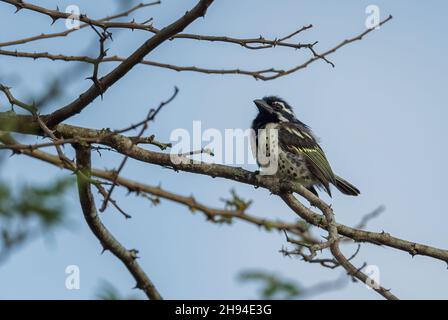 Spot-flanked Barbet - Tricholaema lacrymosa, schöner Barbet aus afrikanischen Wäldern und Wäldern, Lake Mburo National Park, Uganda. Stockfoto