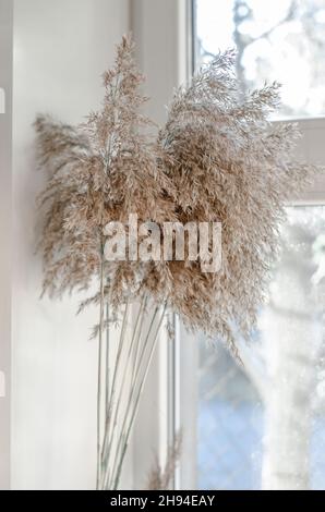 Schatten von einem trockenen Bouquet an der Wand. Hintergrund für Postkarten. Das Schilf in der Vase Stockfoto