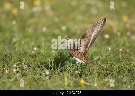 Sie züchten Dunlin auf dem Machair auf North Uist und haben leichten Zugang zu Nahrungsquellen von Stränden oder Sandfeldern. Stockfoto