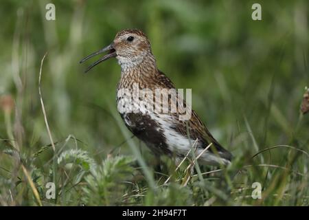 Sie züchten Dunlin auf dem Machair auf North Uist und haben leichten Zugang zu Nahrungsquellen von Stränden oder Sandfeldern. Stockfoto