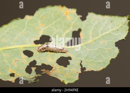 Cremefarbene Büschel-Mottenlarve (Earias clorana) Stockfoto