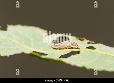Cremefarbene Büschel-Mottenlarve (Earias clorana) Stockfoto