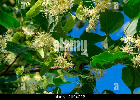 Linden blüht auf Ästen in grünen Blättern vor blauem Himmel. Sommerblüte. Stockfoto