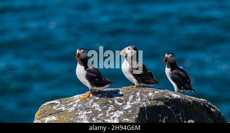 Papageitaucher (Fratercula Arctica) am Rand einer Klippe im Seevögel-Naturschutzgebiet, Isle of May, Schottland, Großbritannien Stockfoto