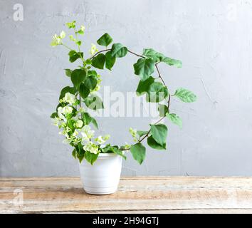 Bougainvillea mit weißen Blüten in einem Blumenfleck auf grauem Hintergrund. Home-Care-Konzept Stockfoto