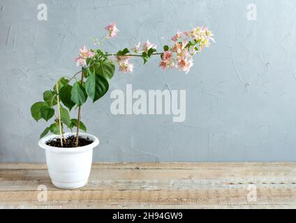 Bougainvillea mit rosa Blüten in einem Blumenfleck auf grauem Hintergrund. Homecare-Konzept Stockfoto