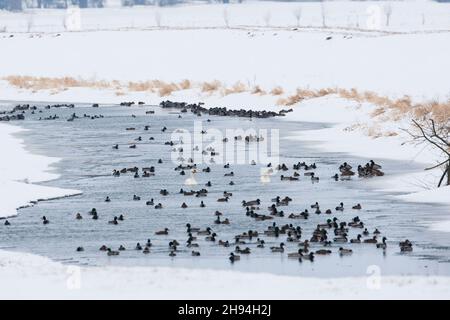 Stockenten (Anas platyrhynchos) und ein paar Mute Swans (Cygnus olor) auf einem fast gefrorenen Fluss in einer schneeweißen Landschaft Stockfoto