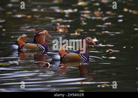 Zwei Erwachsene männliche Mandarin Ducks (Aix galericulata) schwimmen an einem kleinen Teich im deutschen Park Stockfoto