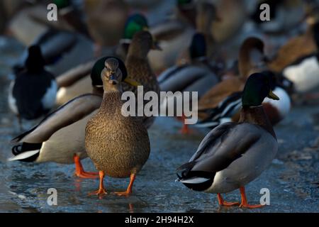 Verschiedene Entenarten auf Eis an einem Futterplatz, im Vordergrund männliche und weibliche Mallards (Anas platyrhynchos) Stockfoto