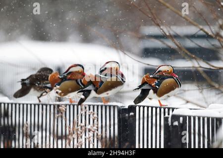 Ein erwachsenes Weibchen und drei Männchen von Mandarin Ducks (Aix galericulata) befinden sich in einem verschneiten Winter auf einem Bein Stockfoto