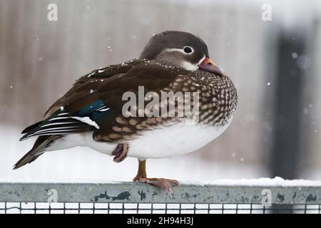 Eine Erwachsene weibliche Mandarinente (Aix galericulata) auf einem Bein im Schneewinter Stockfoto