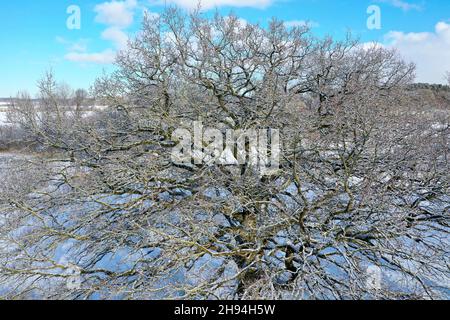 Blick in die kahle Krone einer Eiche, Quercus, Eiche, Winterlandschaft, Schneide Wiesenlandschaft, Schnee, schneit, Schleswig-Holstein, Deutschlan Stockfoto