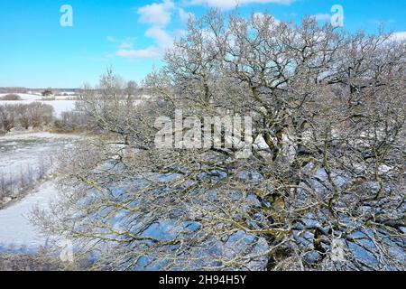 Blick in die kahle Krone einer Eiche, Quercus, Eiche, Winterlandschaft, Schneide Wiesenlandschaft, Schnee, schneit, Schleswig-Holstein, Deutschlan Stockfoto