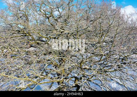 Blick in die kahle Krone einer Eiche, Quercus, Eiche, Winterlandschaft, Schneide Wiesenlandschaft, Schnee, schneit, Schleswig-Holstein, Deutschlan Stockfoto