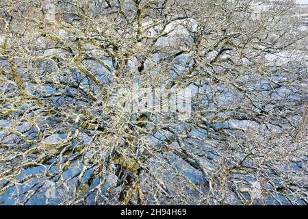 Blick in die kahle Krone einer Eiche, Quercus, Eiche, Winterlandschaft, Schneide Wiesenlandschaft, Schnee, schneit, Schleswig-Holstein, Deutschlan Stockfoto