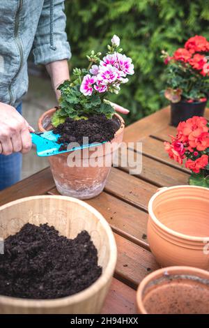 Geranienpflanze in TerrakottaBlumentopf Pflanzen. Frau im Frühling im