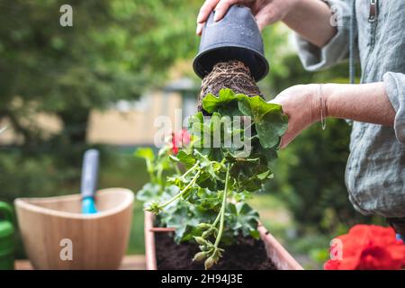 Frau, die Geranienblume in die Fensterbox pflanzt. Repotting Pelargonium Pflanze Sämling im Garten Stockfoto